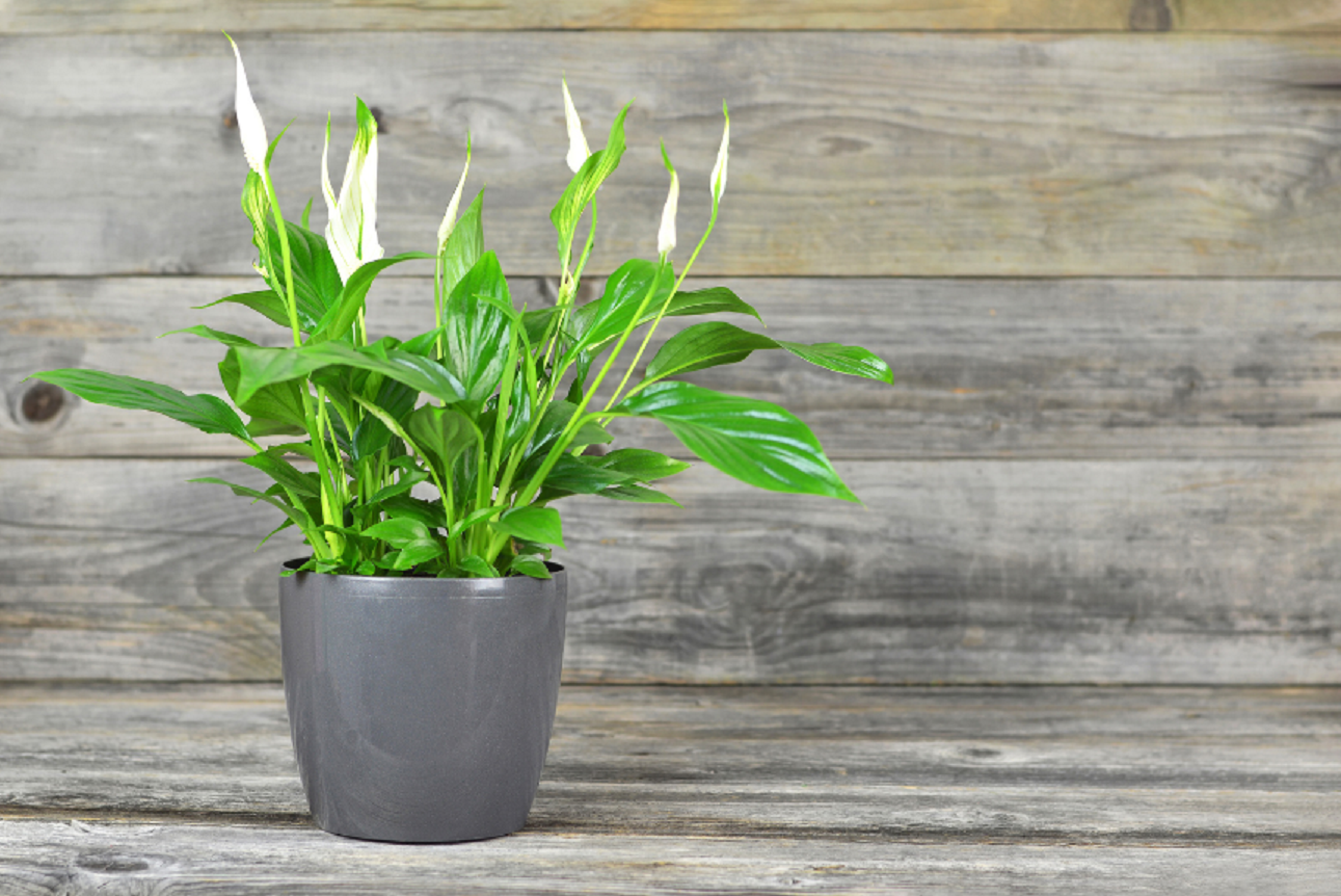indoor plant pothos Pothos, Marble Queen 8