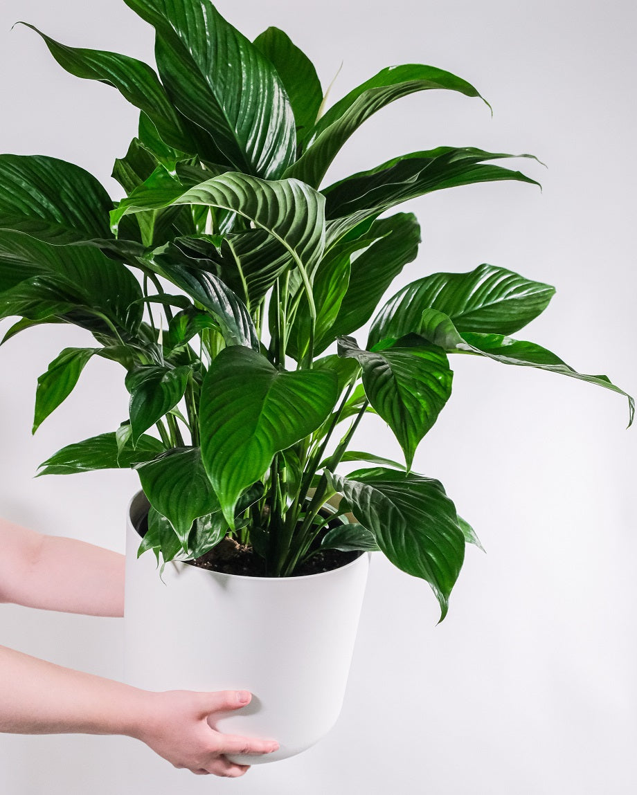 monstera coaster plant Leafix Monstera Coaster Set With Magnetic Leaves & Pot – Pipli Studio