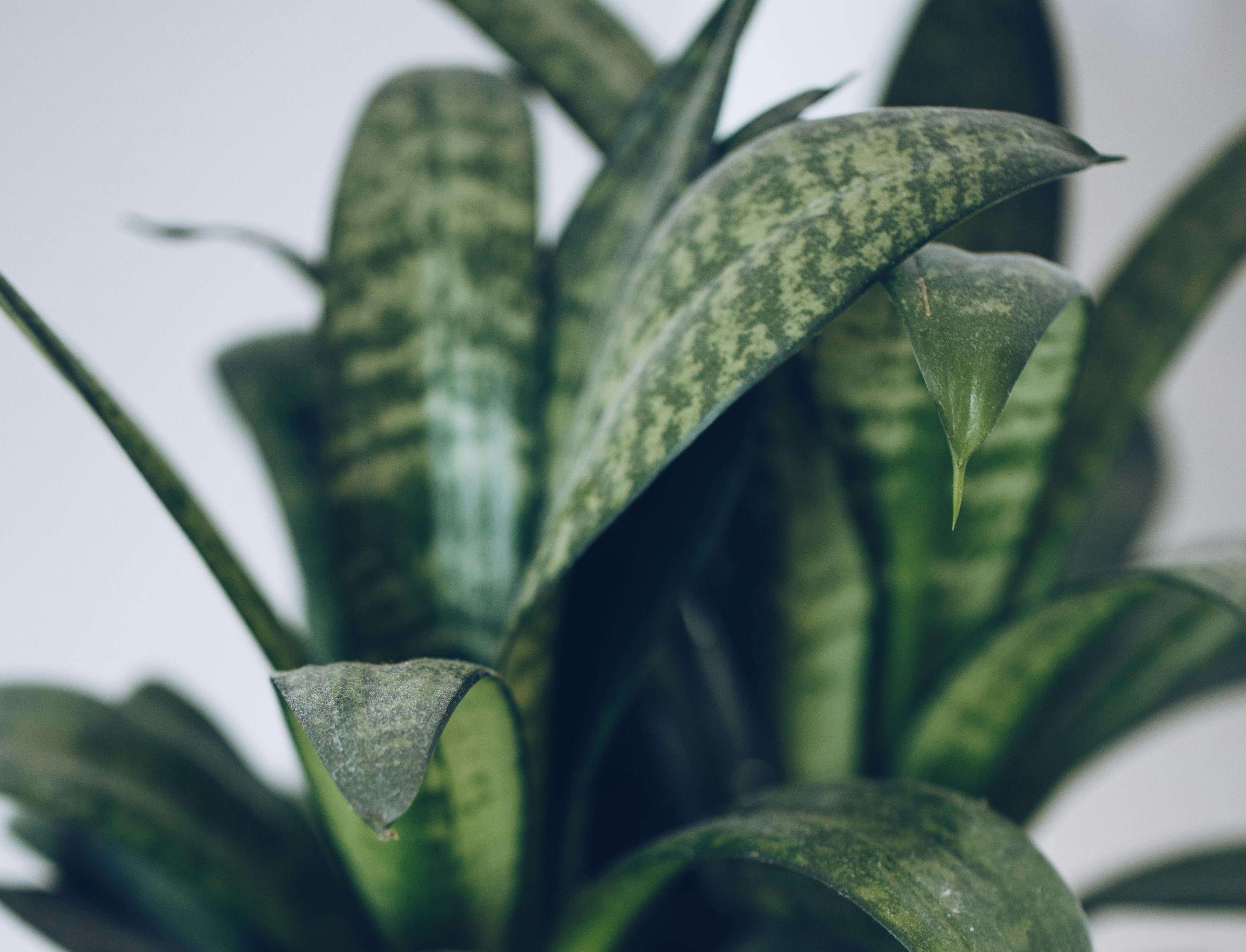 Snake Plant Power: Unveiling the Air-Purifying Champion  Leaf of Faith SA