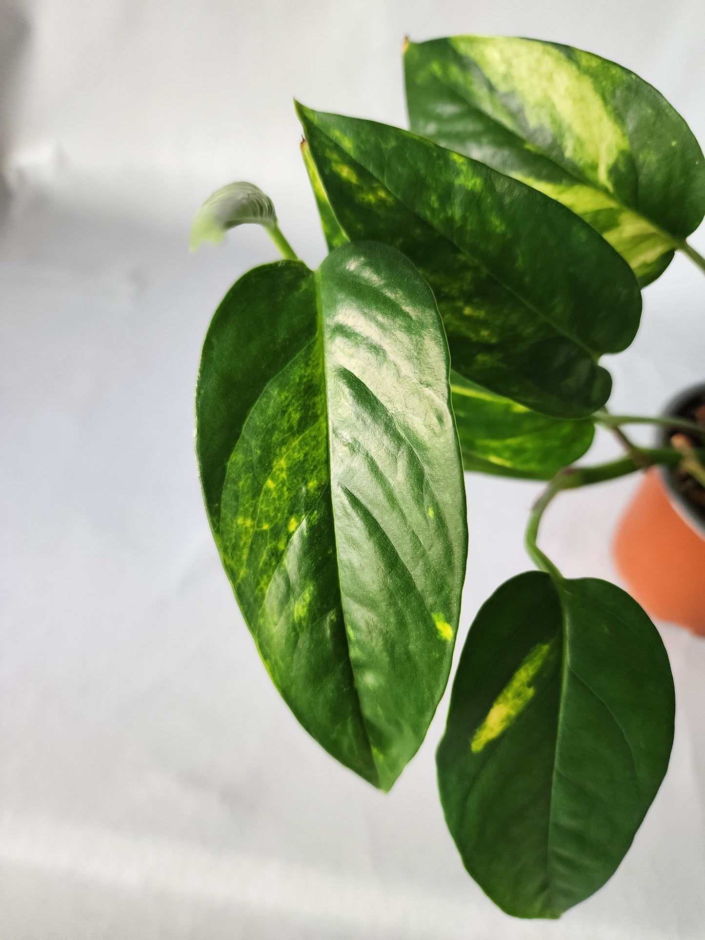 Epipremnum pinnatum ‘Aurea-Variegata’ | Variegated Climbing Indoor Plant 90mm Pot - Leaf of Faith SA - Leaf of Faith SA