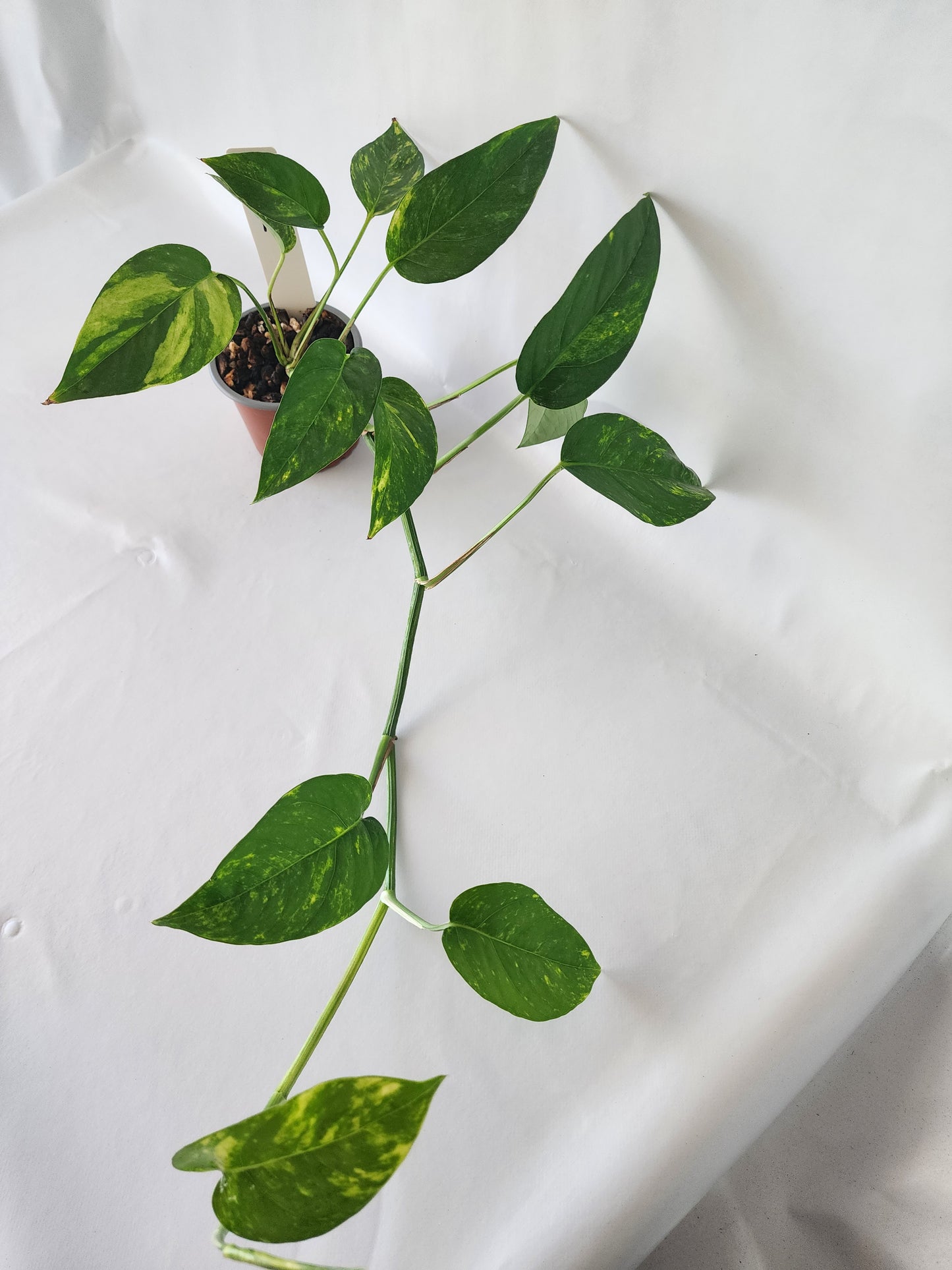 Epipremnum pinnatum ‘Aurea-Variegata’ | Variegated Climbing Indoor Plant 90mm Pot - Leaf of Faith SA