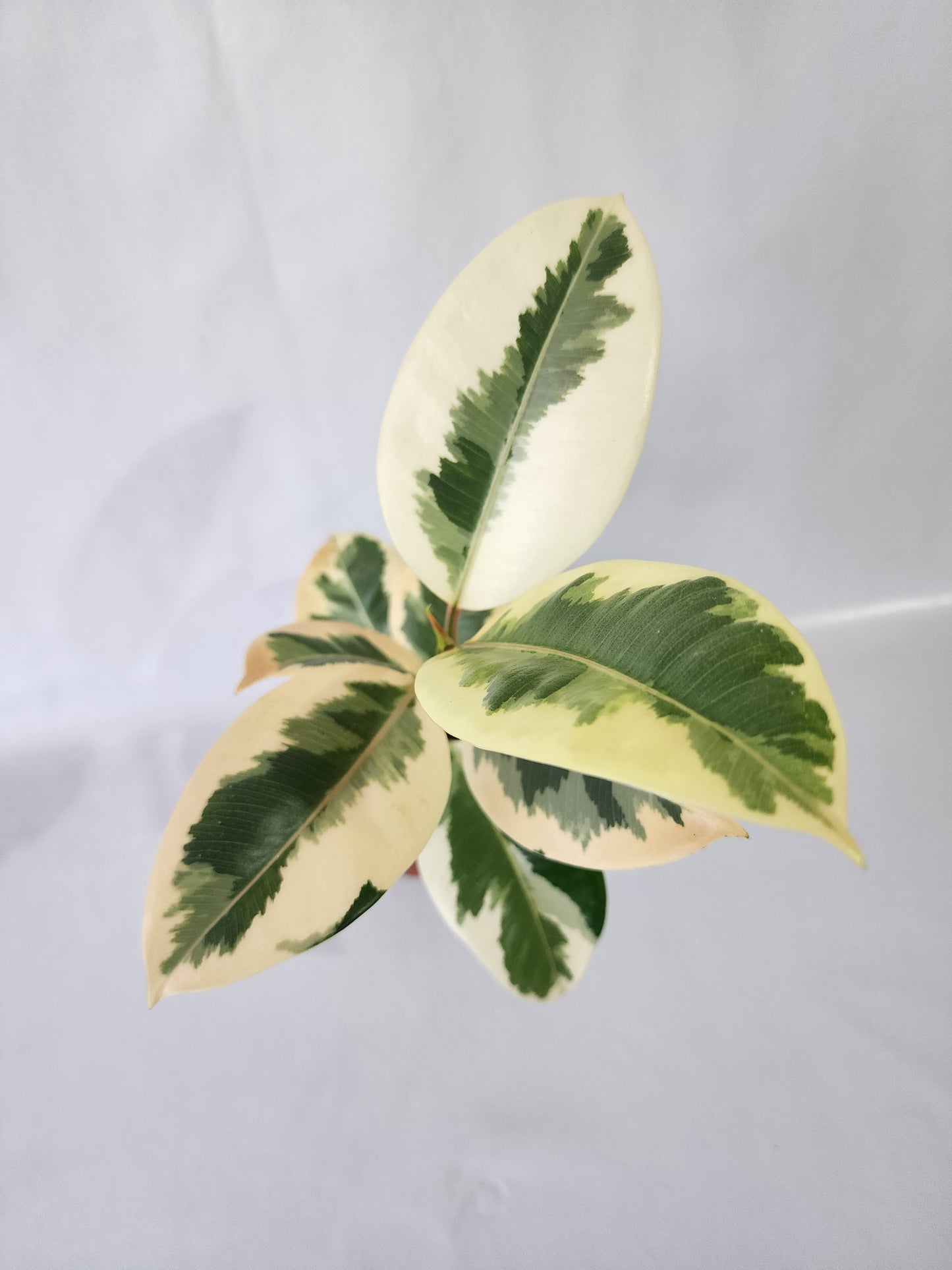 Ficus Tineke Indoor Plant | Variegated Rubber Plant (90mm Pot)