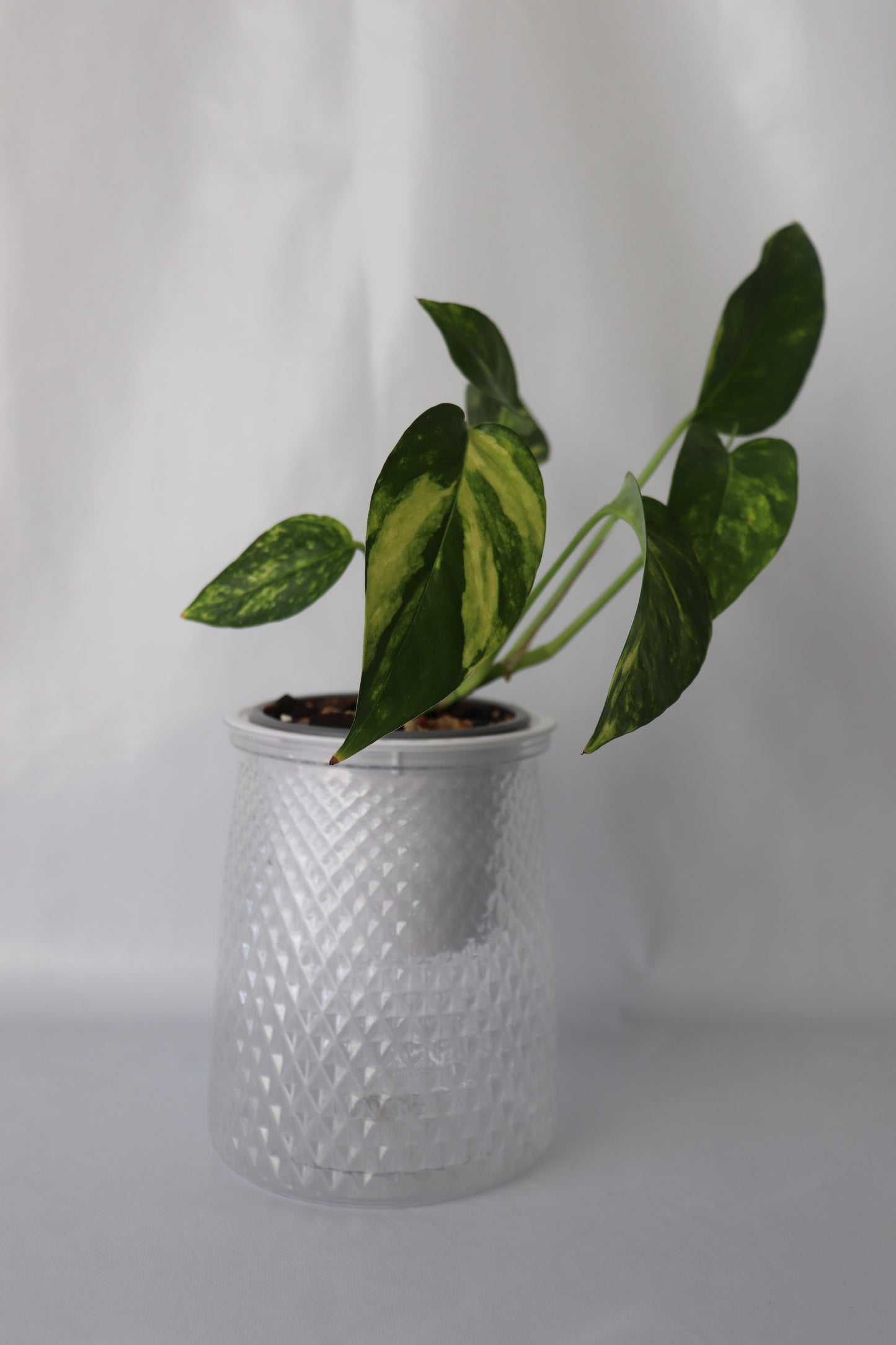 Potted plant with green leaves on a white background
