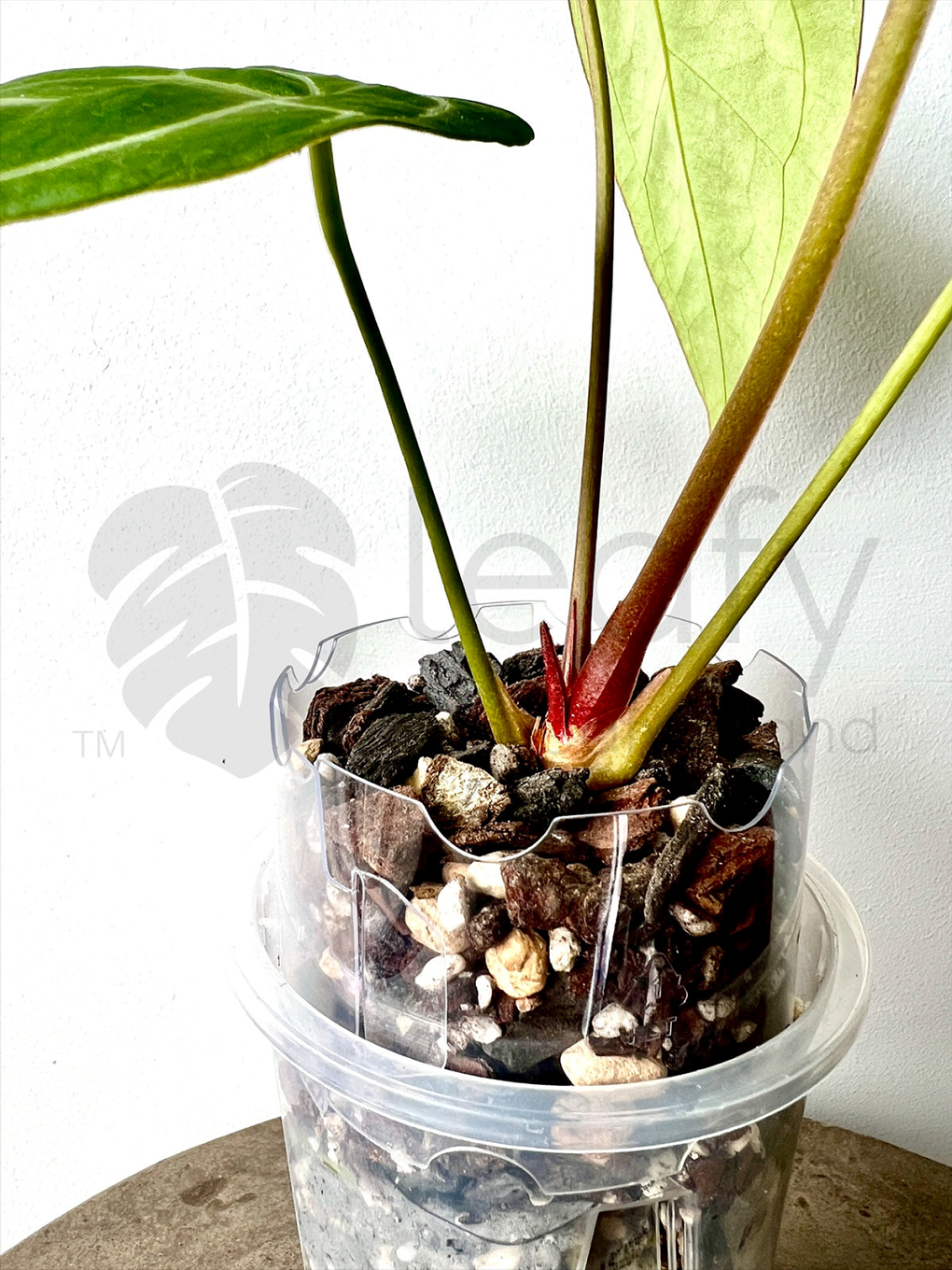 leafy™ Pot Extender - Leaf of Faith SA