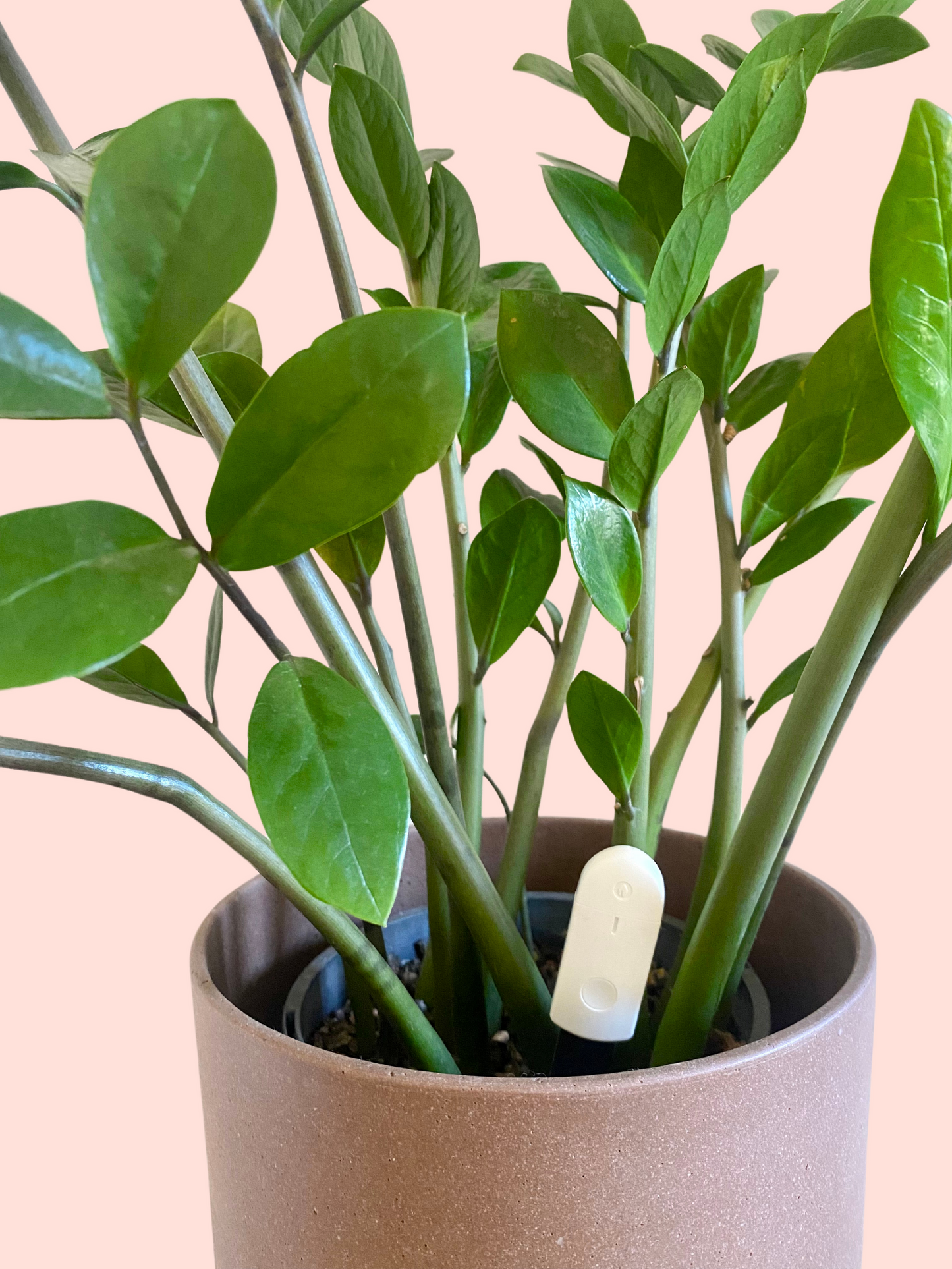 We The Wild - Moisture Meter - Leaf of Faith SA