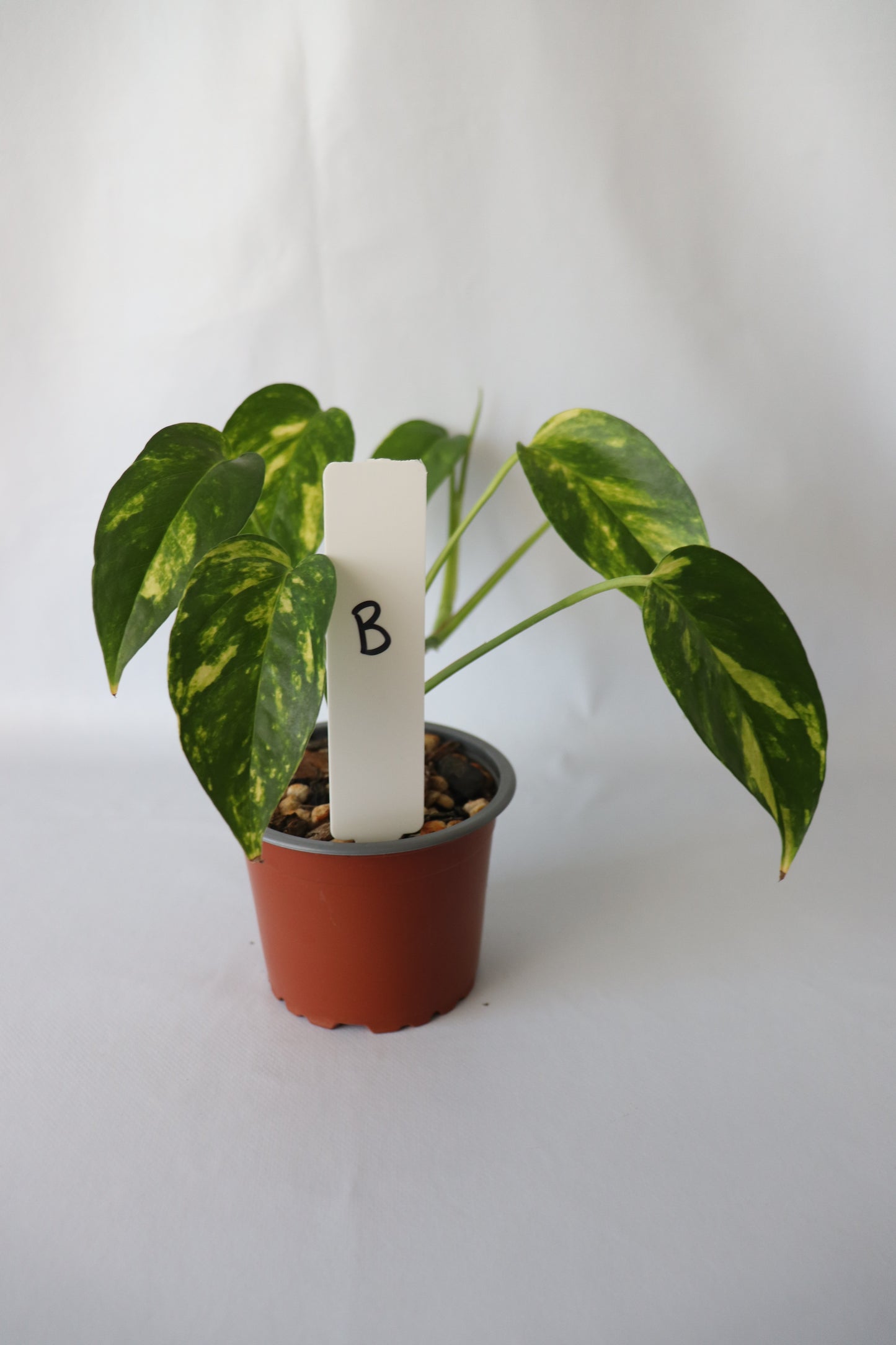 Epipremnum Pinnatum ‘Aurea-Variegata’ in 90mm pot showing bright yellow variegation