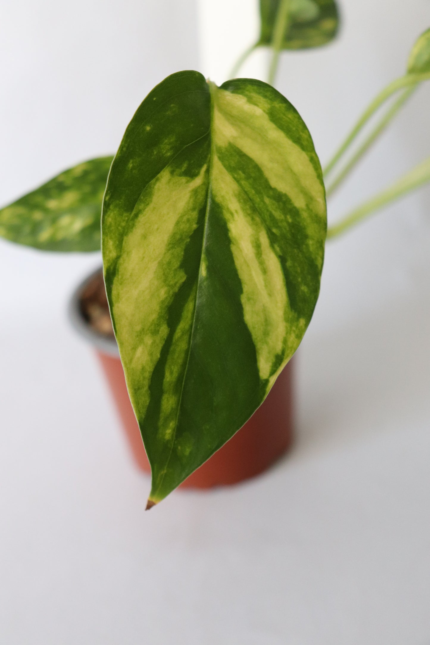 Close-up of Epipremnum Pinnatum ‘Aurea-Variegata’ leaves with striking yellow marbled variegation.