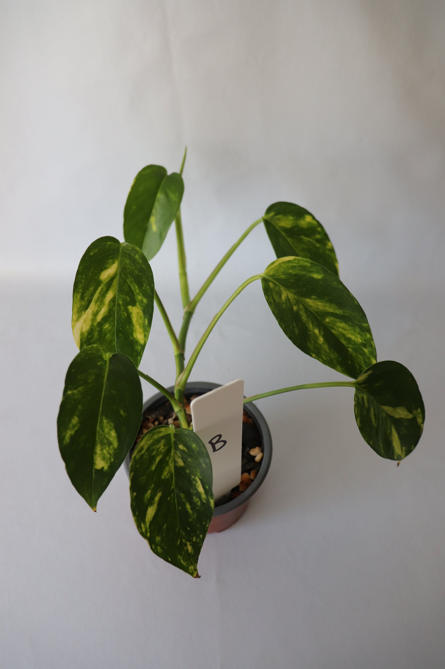 Epipremnum Pinnatum ‘Aurea-Variegata’ top view