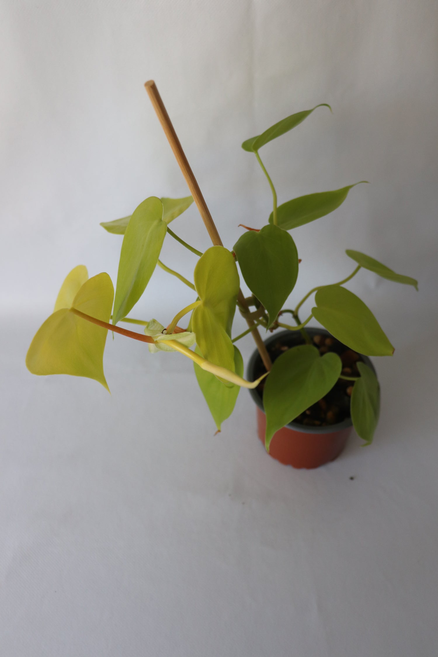Trailing Philodendron ‘Cordatum Gold’ showing heart-shaped golden-green leaves