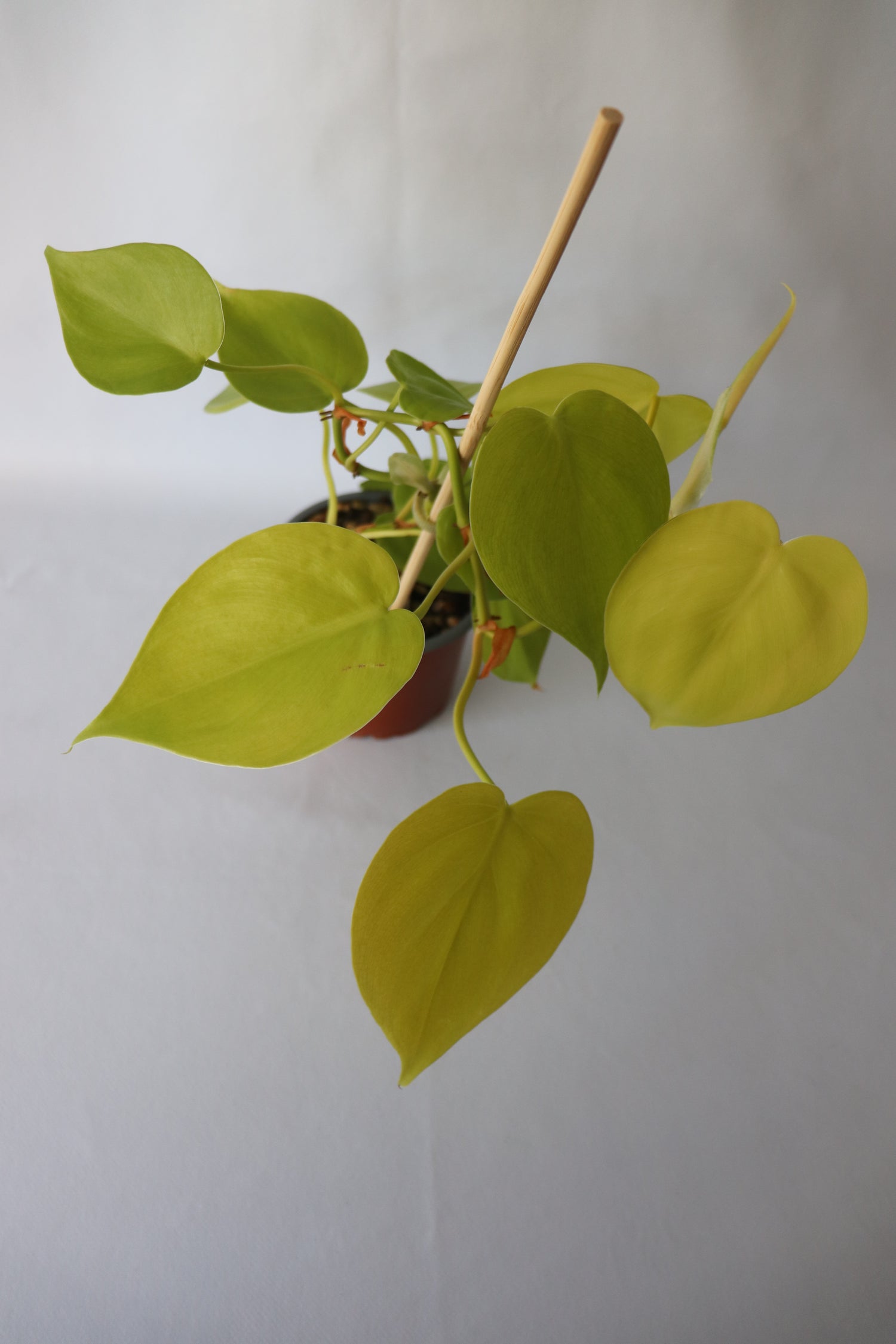 Close-up of Philodendron Hederaceum ‘Cordatum Gold’ leaves highlighting glossy golden-green foliage.