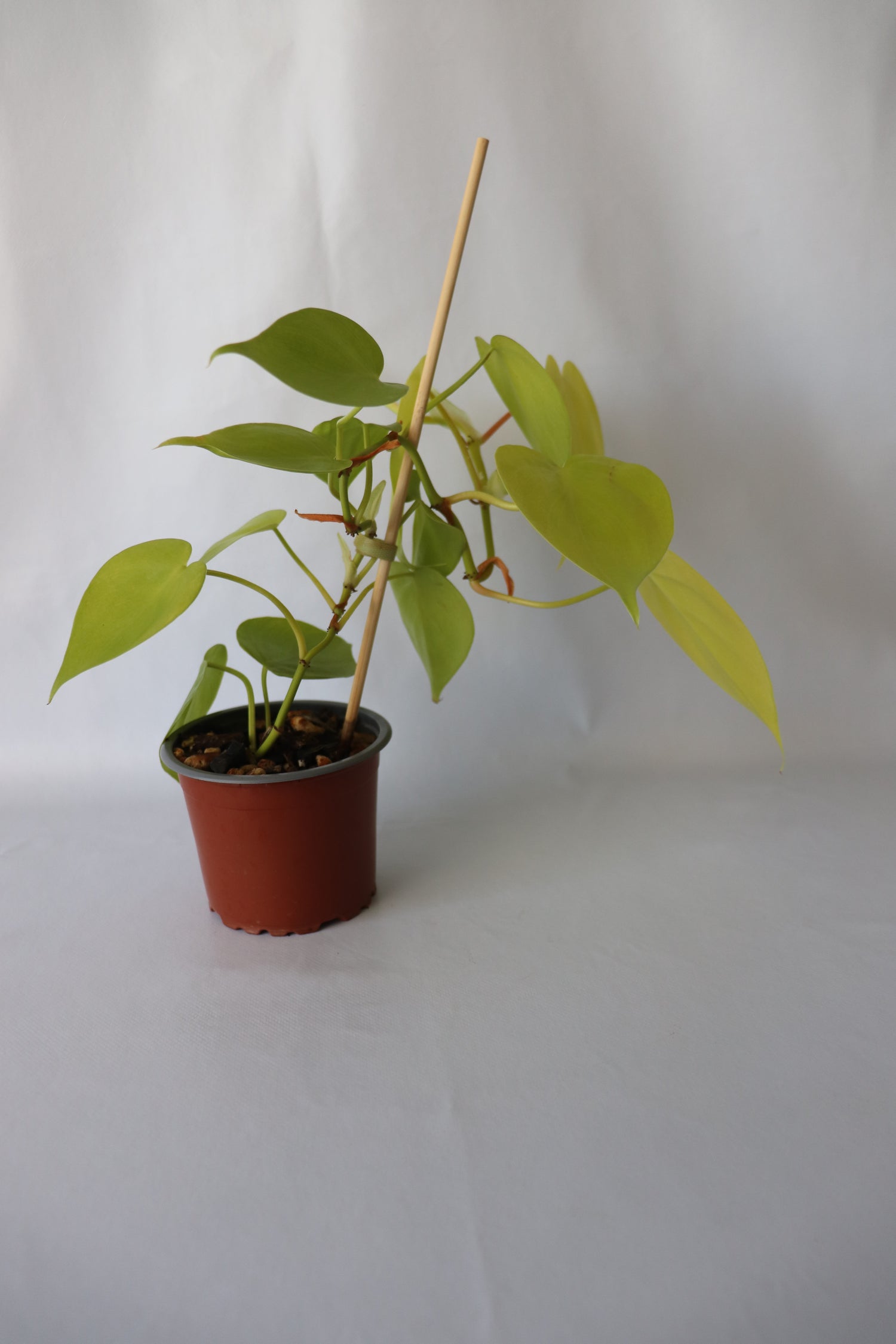 Gold Heartleaf Philodendron in 90mm hanging basket, perfect for shelves or plant stands
