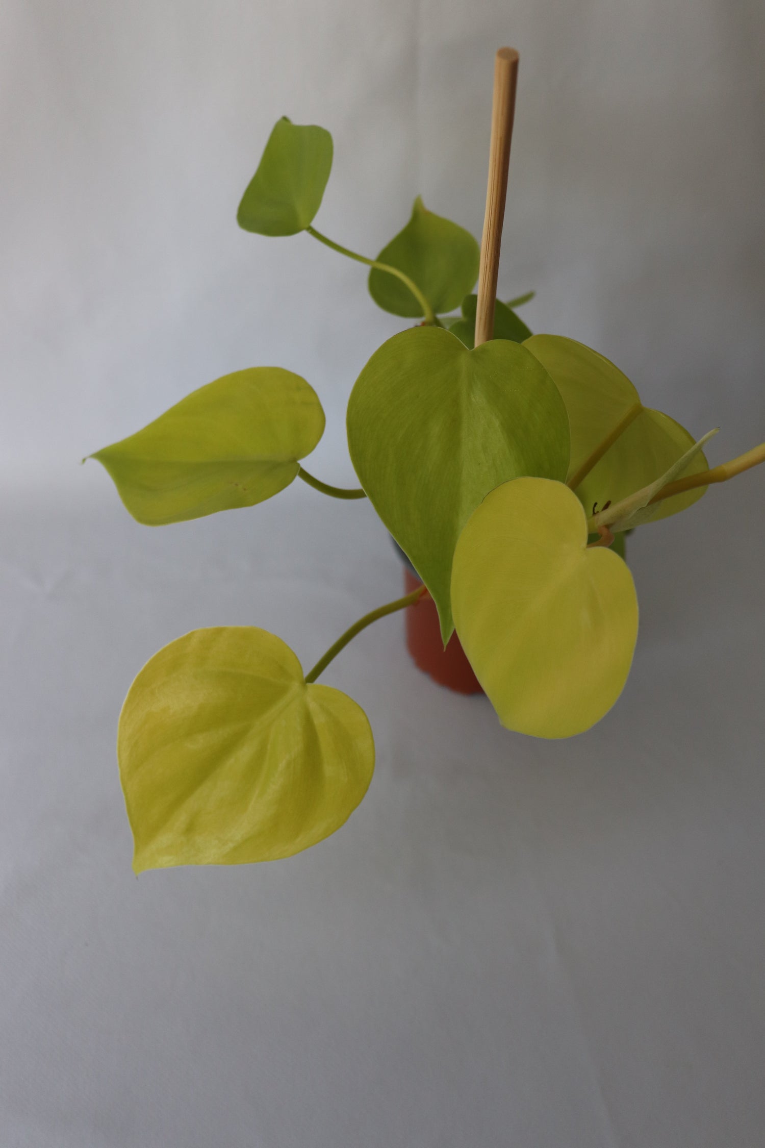 Philodendron Hederaceum ‘Cordatum Gold’ Gold Heartleaf indoor plant in 90mm pot from Leaf of Faith SA.