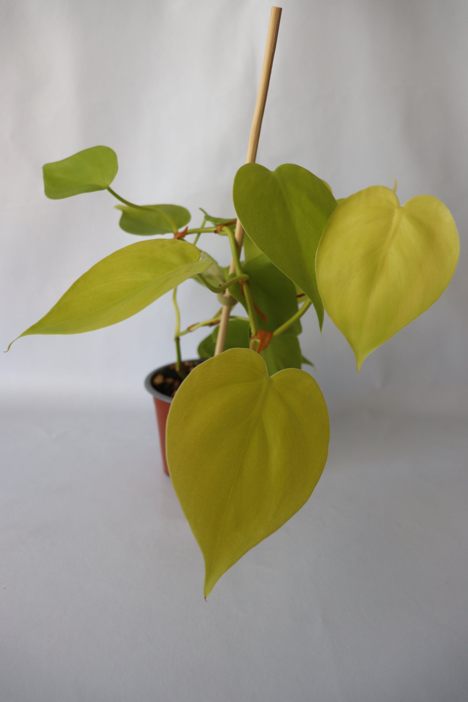 Vining Philodendron Hederaceum ‘Cordatum Gold’ trained on a coir totem, adding greenery to indoor space