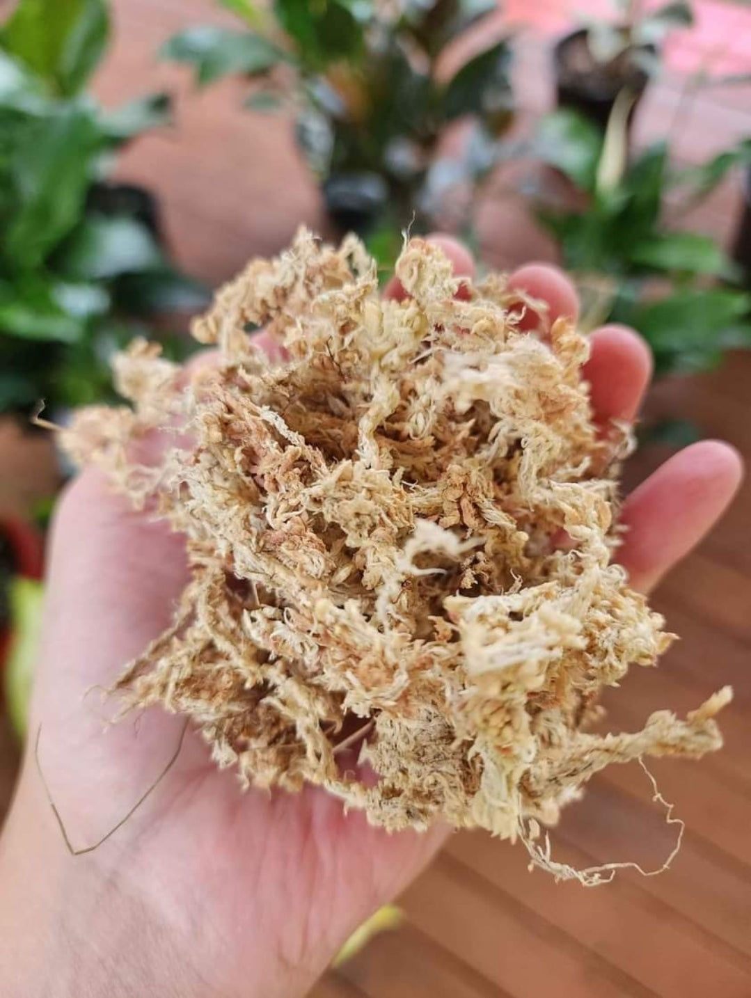 GrowRite Gold Grade Sphagnum Moss 150g block – premium moss for orchids and propagation