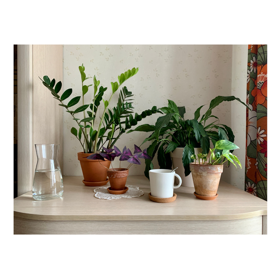 Green Elegance Down Under: The Top 10 Indoor Plants