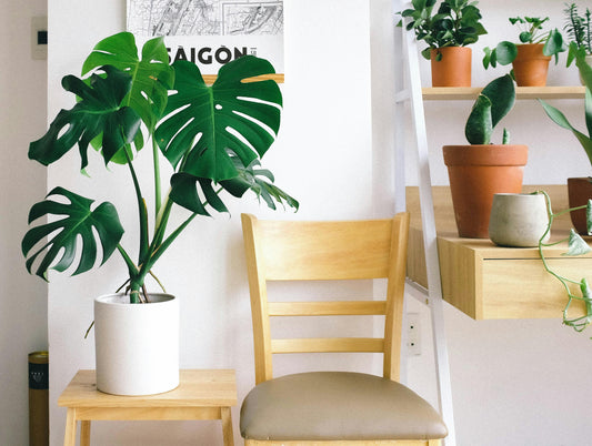 Monstera Mania: Nurturing the Iconic Houseplant