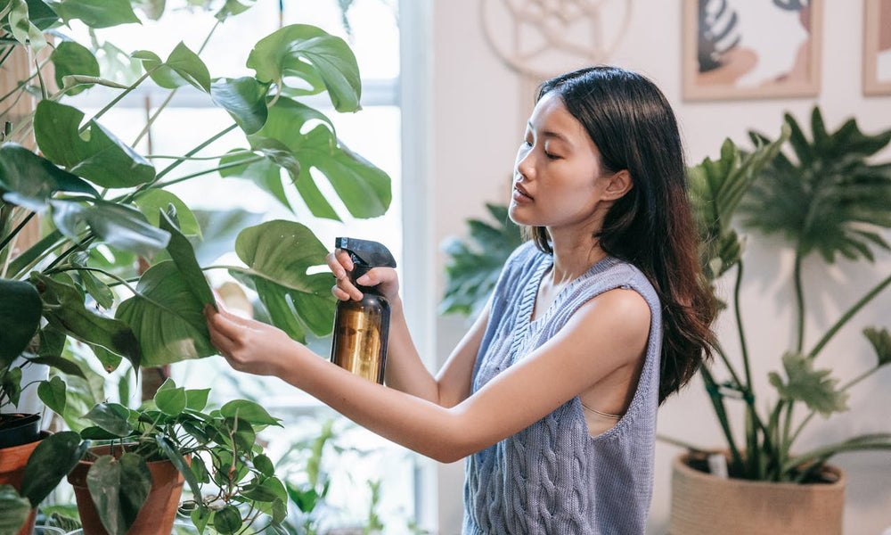 Cleaning your plant leaves