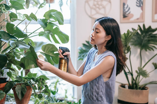 Cleaning your plant leaves
