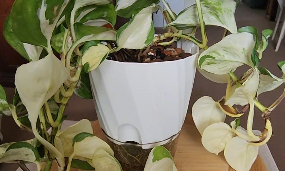 Manjula Pothos in a Self-Watering Pot