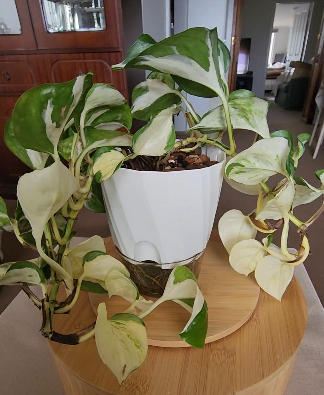 Manjula Pothos in a Self-Watering Pot