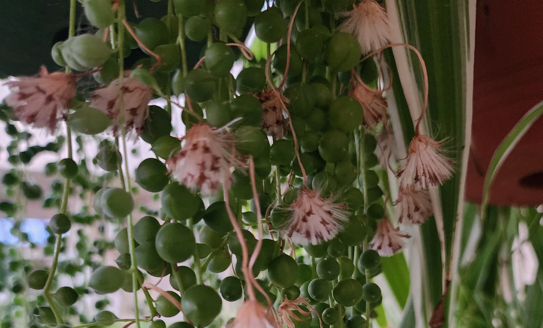 String of Pearls (Senecio rowleyanus)