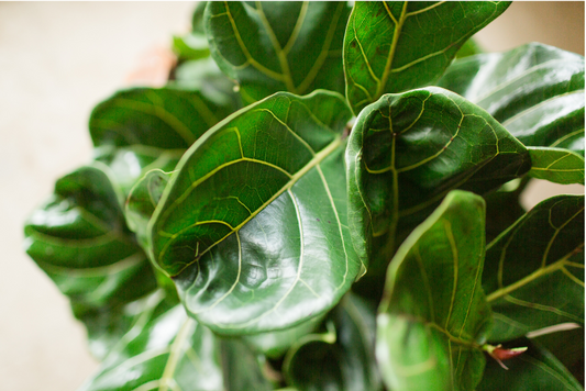 Fiddle Leaf Fig