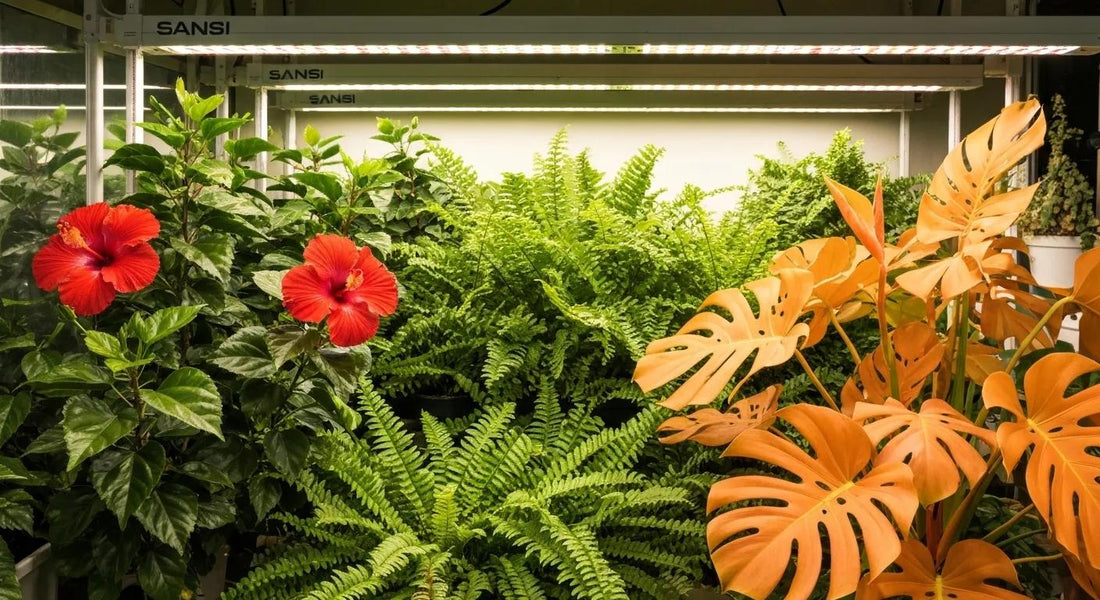 Elevate Your Indoor Garden with SANSI Grow Lights Australia