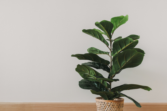 The High Maintenance Houseplant: Fiddle Leaf Fig Care Guide