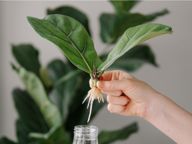 Fiddle Leaf Fig