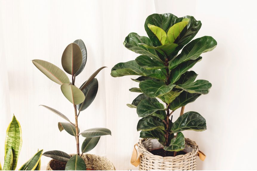 Fiddle Leaf Fig