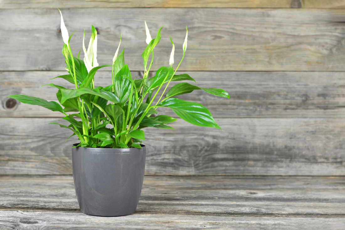 Peace Lily