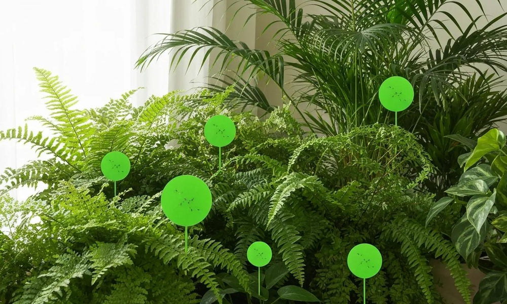 How to Use Sticky Traps for Fungus Gnats: The Complete Guide for Indoor Plant Lovers