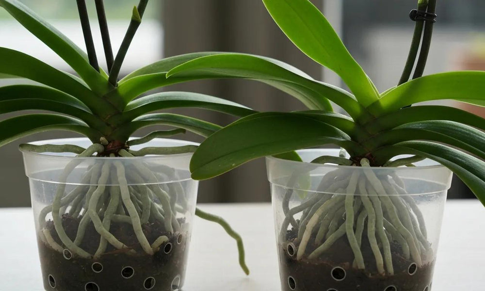 Shop Top Clear Orchid Pots with Drainage for Healthy Growth