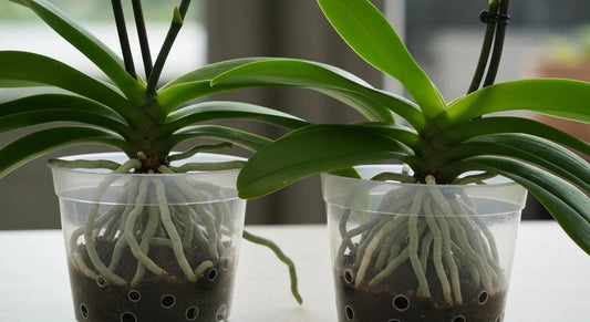 Shop Top Clear Orchid Pots with Drainage for Healthy Growth