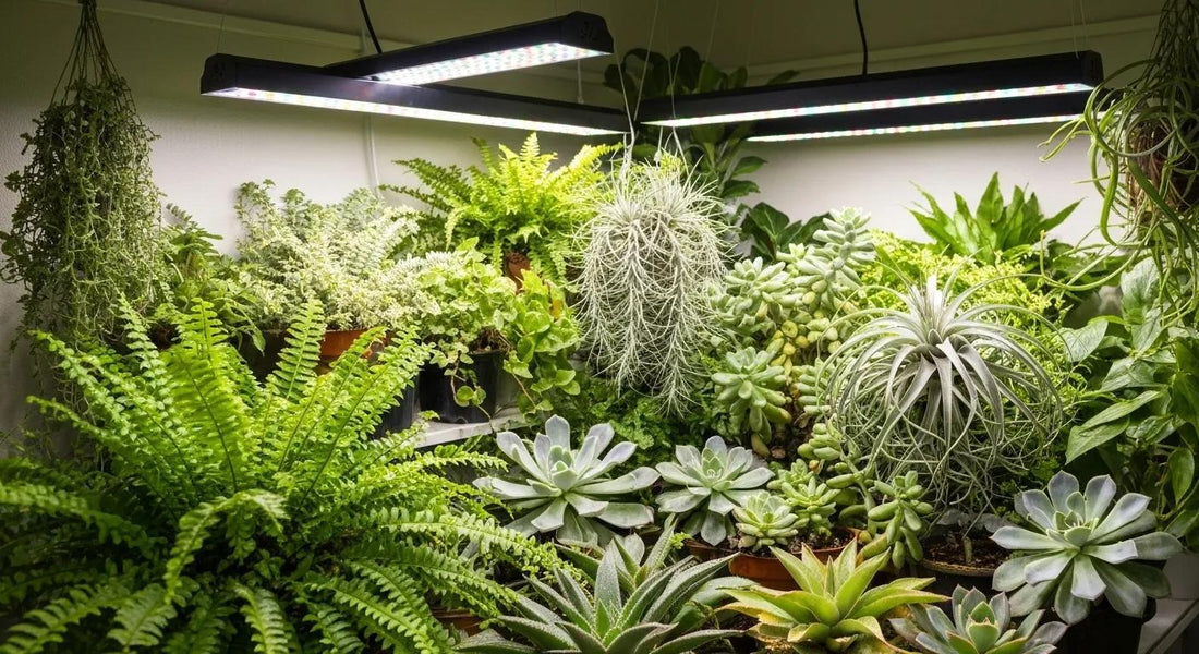 Why the Best Grow Light for Houseplants Is a Must-Have – Expert Insights from Leaf of Faith