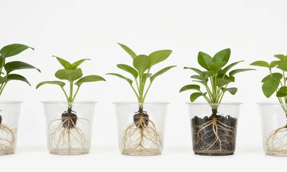 Essential Guide to Transparent Plant Pots Propagation