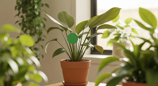 Sticky Traps for Fungus Gnats: A Practical Guide for Australian Indoor Plant Owners