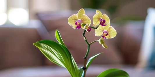 Leaf of Faith Explains the Edge of NZ Fern Fibre for Orchids