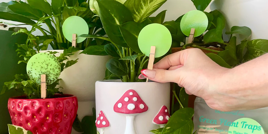 Sticky Traps for Fungus Gnats: Leaf of Faith’s Natural Solution for Plant Pest Control