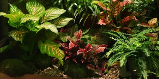 Why Soilless Growing Medium Transforms Houseplants' Growth