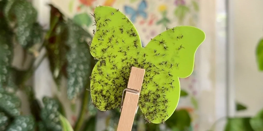 Protect Your Plants Naturally: Sticky Traps for Australia