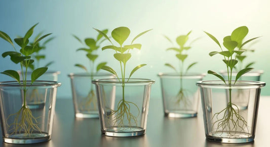 Small Clear Pots for Seedlings: Ideal for Any Indoor Garden