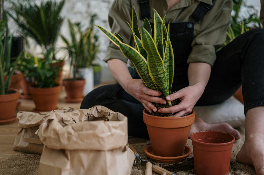 Creating Your Indoor Jungle: Tips for Thriving Houseplants
