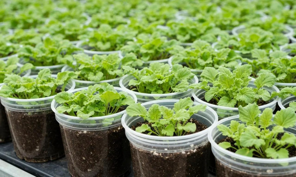 Grow Better with Leaf of Faith’s Clear Nursery Pots and Soilless Potting Mix in Australia