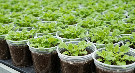 Grow Better with Leaf of Faith’s Clear Nursery Pots and Soilless Potting Mix in Australia