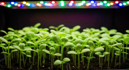 Top Full Spectrum Grow Lights for Seedlings in Australia