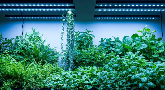 Ultimate Guide to LED Grow Lights for Indoor Plants in AU
