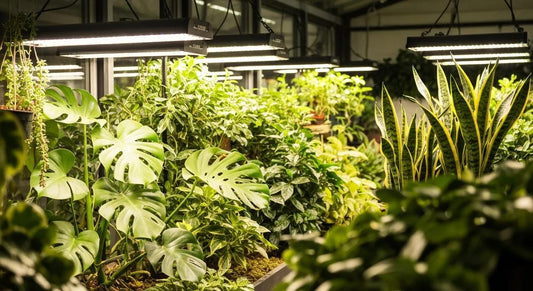 Expert Tips for Choosing Indoor Grow Light in Australia
