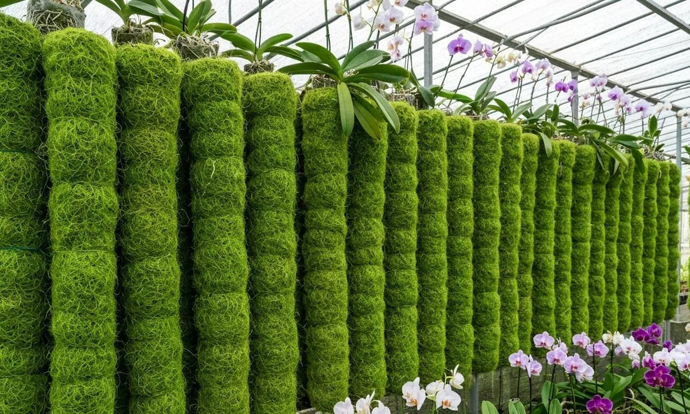 Tree Fern Fibre Australia: Why It's a Game-Changer for Aussie Plant Lovers