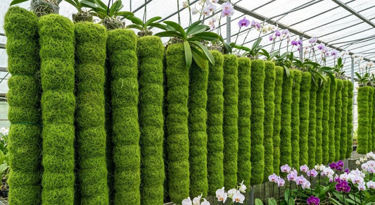 Tree Fern Fibre Australia: Why It's a Game-Changer for Aussie Plant Lovers